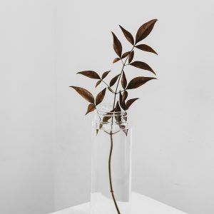 Desktop Glass Plant