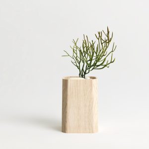 Ponytail Plant with Pot