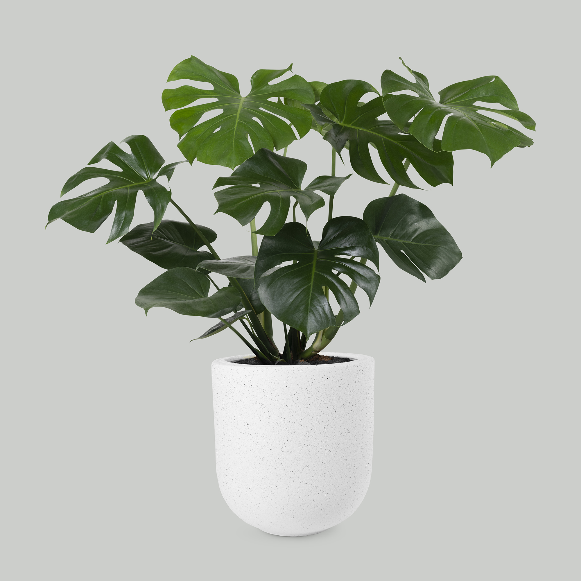 Indoor Plants with Pot