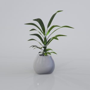 Green FrondandFolia Plant